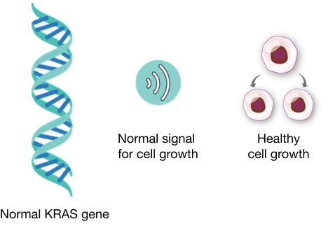 Normal KRAS gene, Normal signal for cell growth, Healthy cell growth