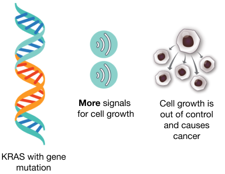 KRAS with gene mutation, More signals for cell growth, Cell growth is out of control and causes cancer